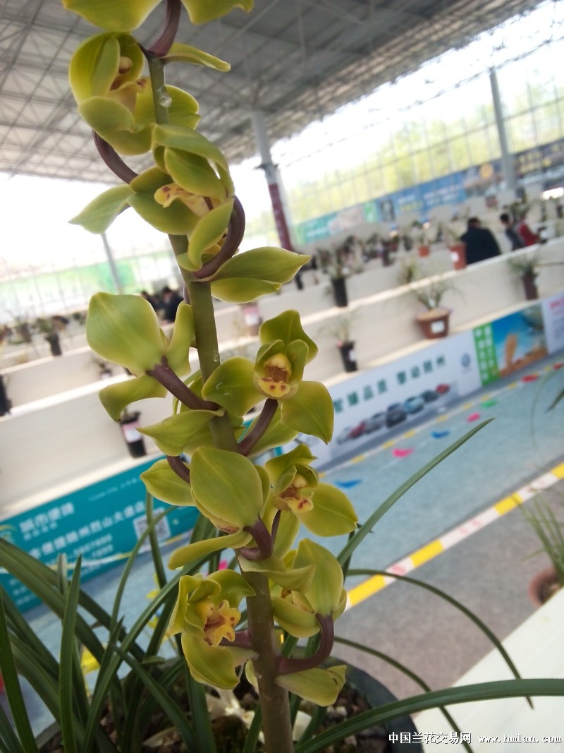 随州蕙兰展