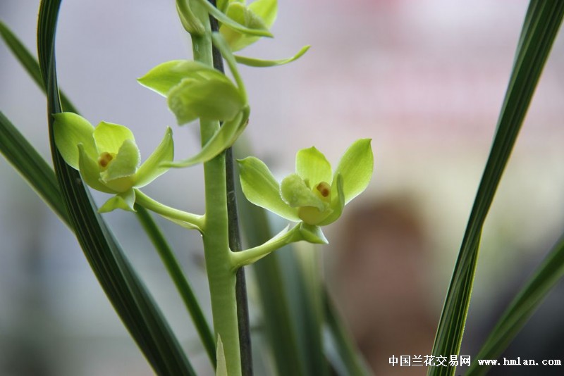 随州兰展喜欢的几个花-蕙兰篇-中国兰花交易网社区