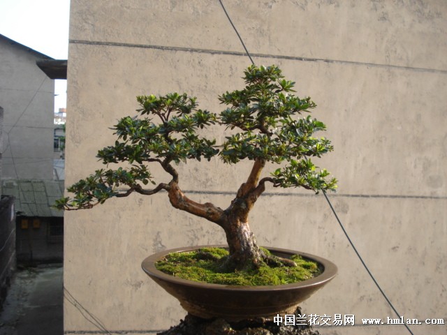 【4.12】双杆大树型夏鹃-盆景园艺-中国兰花交易网社区