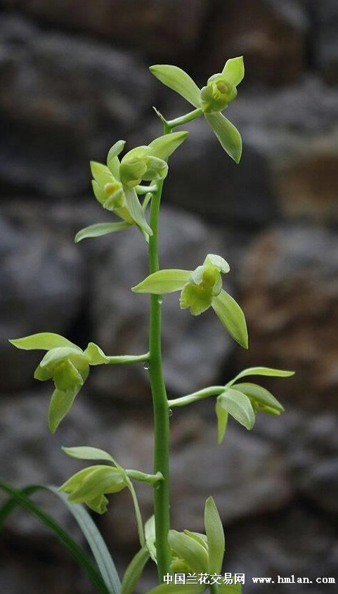 2015年贵州毕节市蕙兰展进入倒计时-蕙兰篇-中国兰花交易网社区