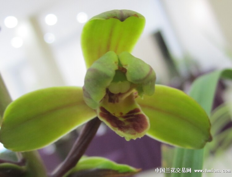 浙江省台州市椒江区兰展-蕙兰篇-中国兰花交易