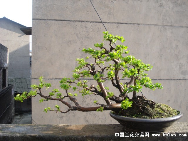 临水式枸杞盆景展示