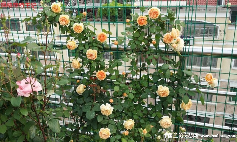 精品月季-玛格丽特王妃(藤本欧月)