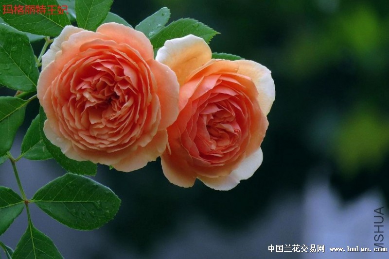 精品月季-玛格丽特王妃(藤本欧月)