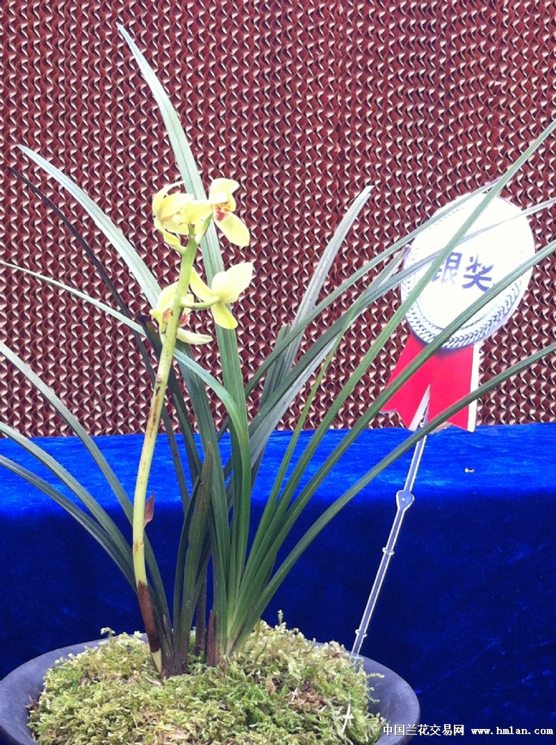 贵州毕节蕙兰展随拍