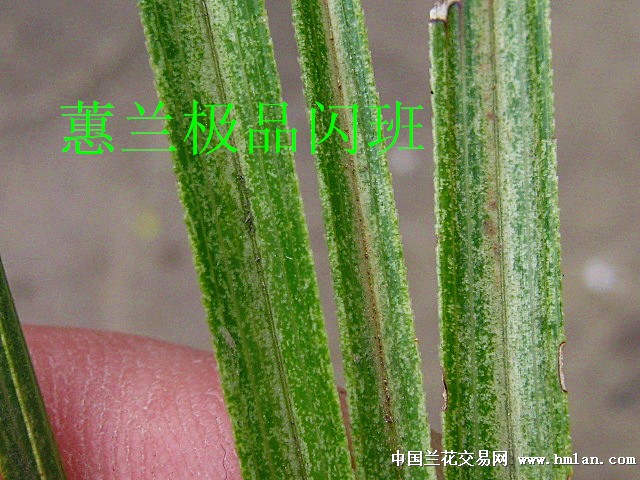 蕙兰刚下山龙根极品闪班艺.