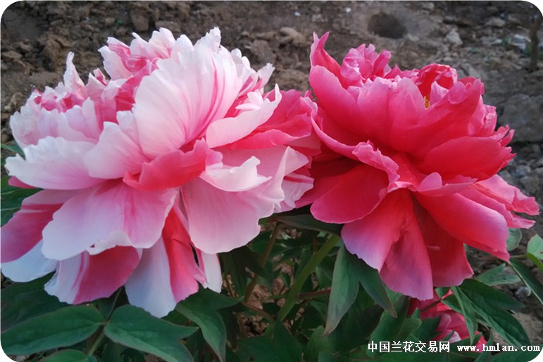 扬咱大中国 国花文化,树咱中交网 正气之风。-