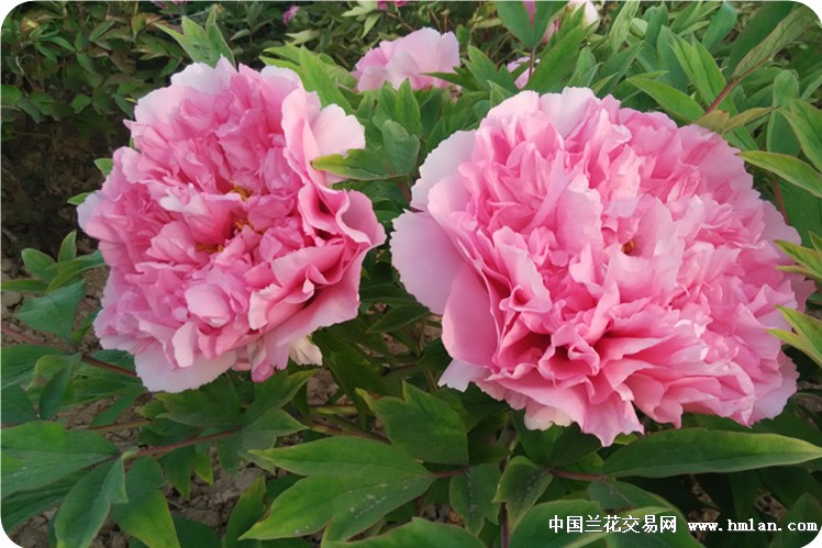 扬咱大中国 国花文化,树咱中交网 正气之风。-