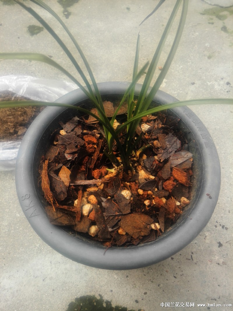 幽兰轩赠送植料上盆存档,以观后效。-植料篇-中