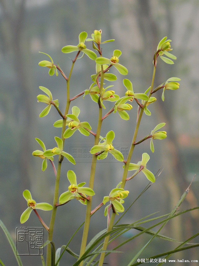 2015"我爱蕙兰—端蕙梅(大量美图)