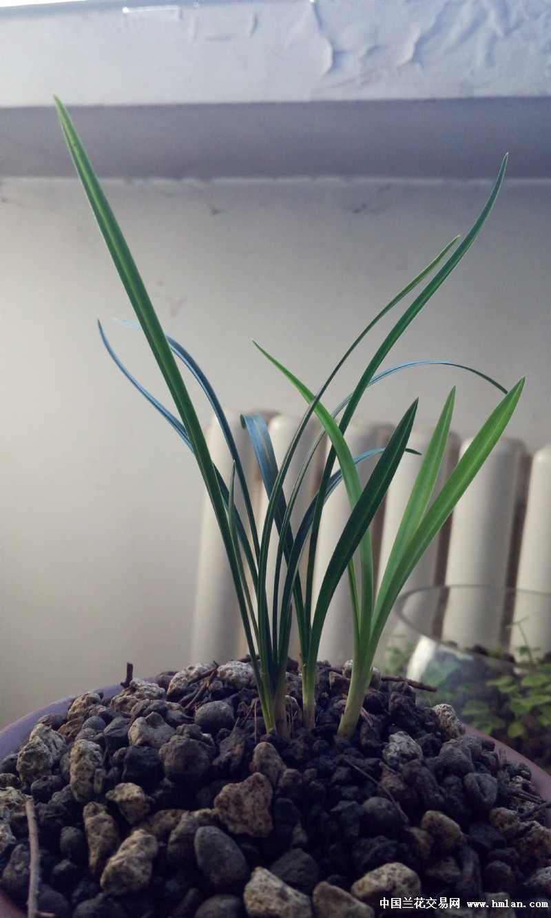 翠盖荷--你像一根小韭菜-春兰篇-中国兰花交易