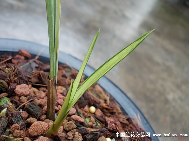 春剑 极品艺草 1苗1大芽  我园保证设有现过花.