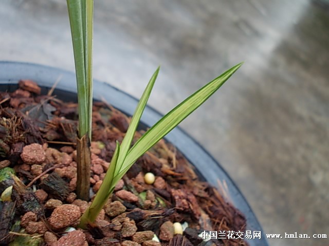 春剑极品艺草1苗1大芽