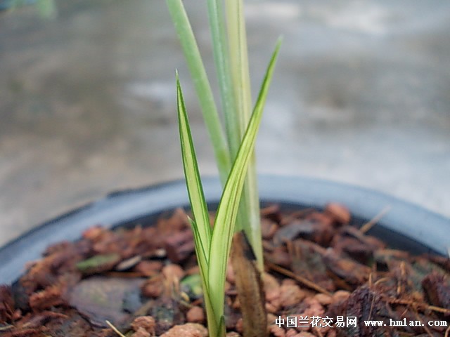 春剑极品艺草1苗1大芽