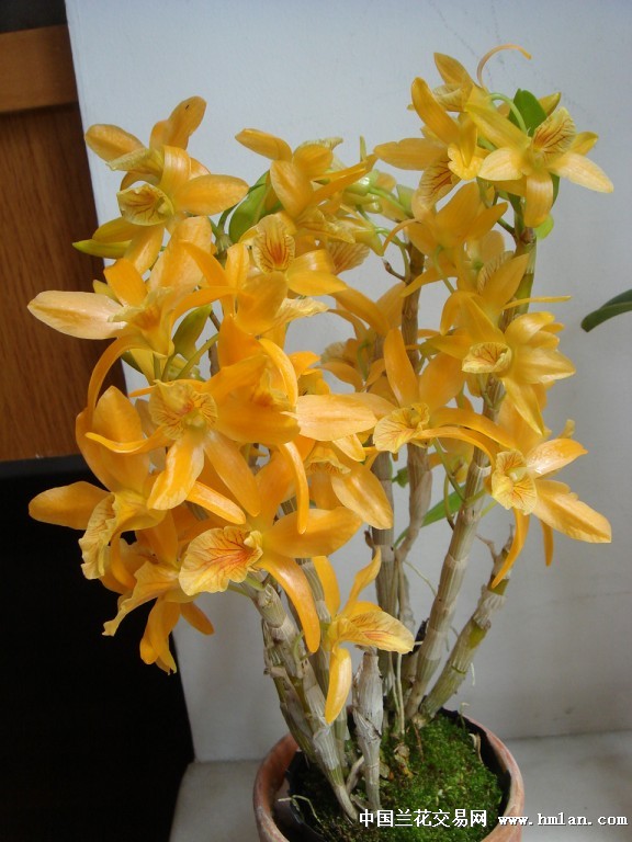 春花烂漫原卡诺比舒罗迪来和