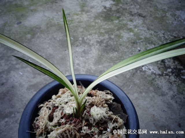 春剑 下山极品艺草