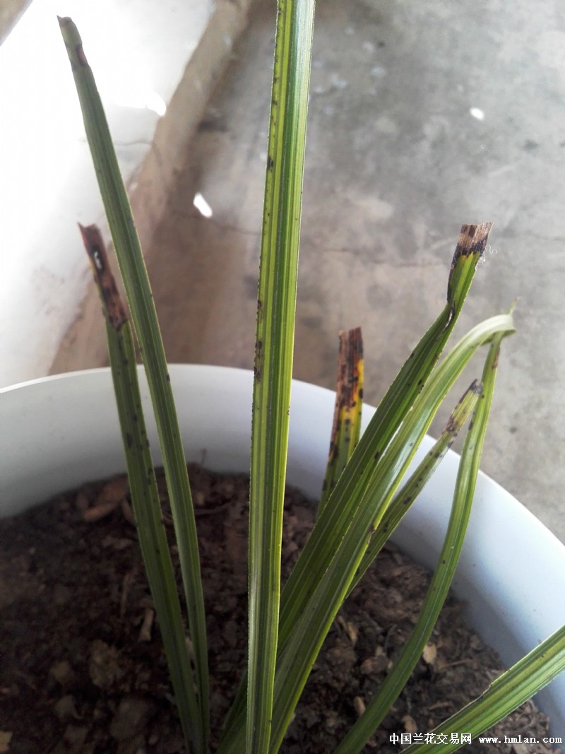 如何去掉这黑斑-蕙兰篇-中国兰花交易网社区