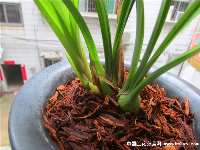 芽黄素花苞-建兰篇-中国兰花交易网社区