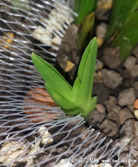 赏芽