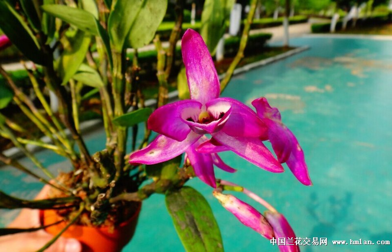 广西产野生细杆深红色金钗花非常红