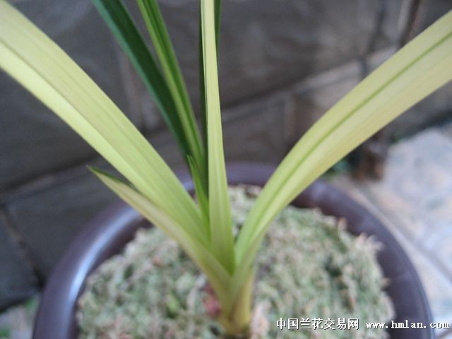 春剑红霞蕙兰千禧寒兰天山四季荷花素莲瓣大丽