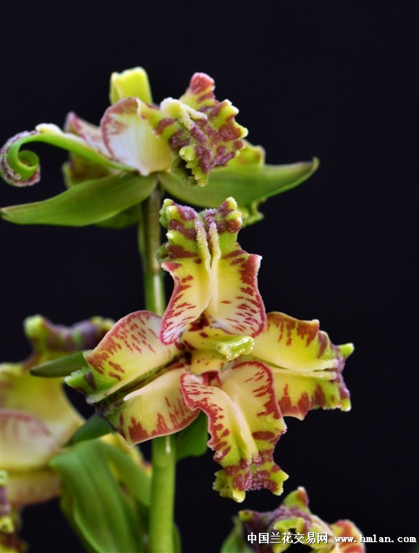 紫玉金砂-蕙兰篇-中国兰花交易网社区