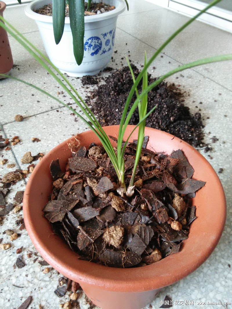 "幽兰"牌兰花植料试种