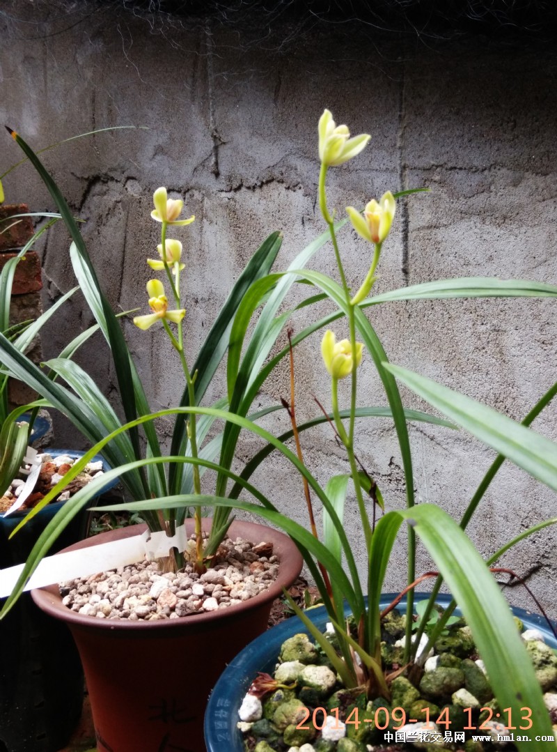 庭院养兰 劳烦大家批评指正-养兰环境-中国兰花