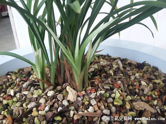 春兰下山水晶粉尾,水晶花.