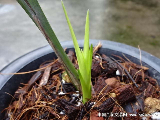 春剑下山艺草《很像红霞素》