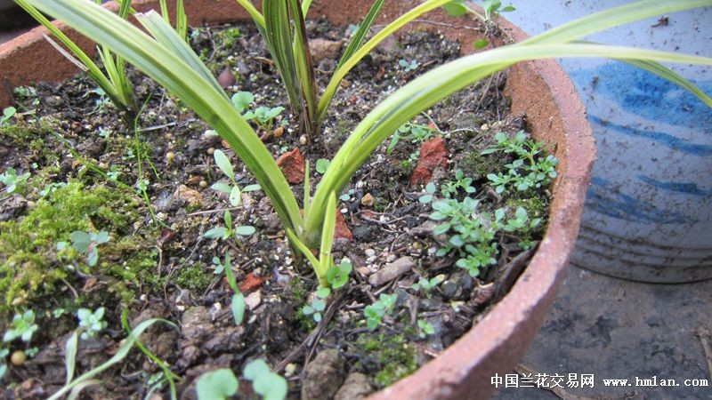 蕙兰幽灵草的黄芽-蕙兰篇-中国兰花交易网社区