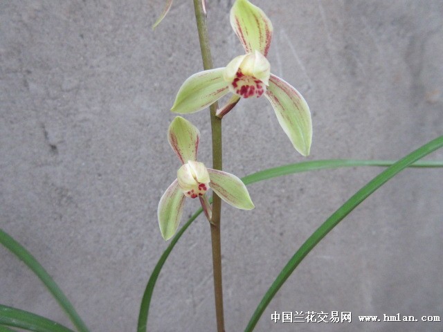 漂亮,水仙瓣,全自然养殖