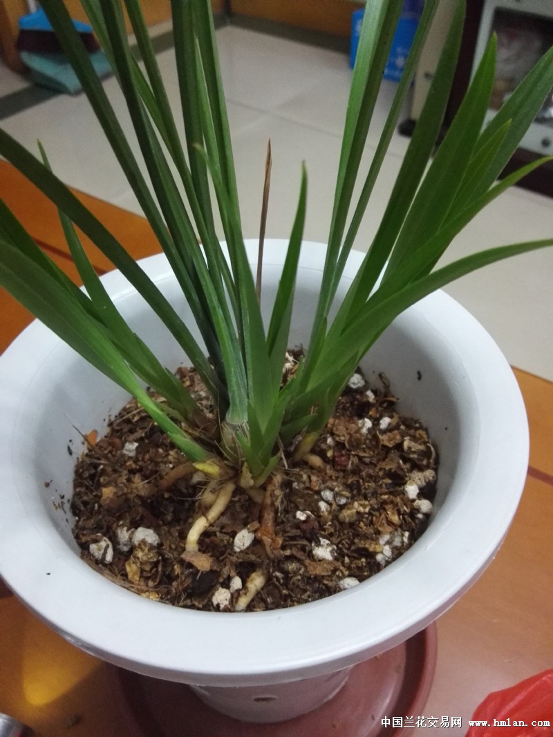 试用花生壳-植料篇-中国兰花交易网社区