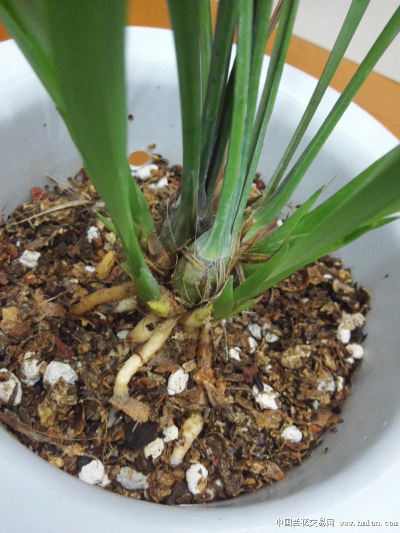 试用花生壳-植料篇-中国兰花交易网社区