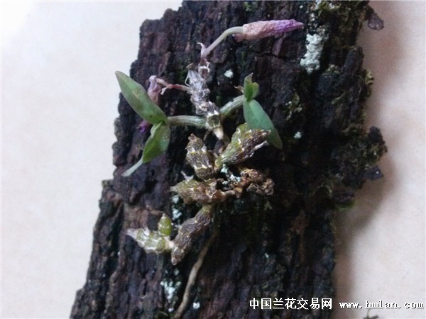 世界上最小的王亮石斛蒙自刀烟