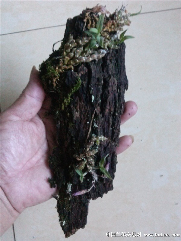王亮石斛金钗