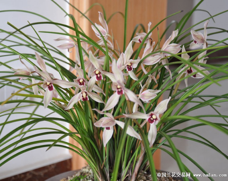 阳光是最好的催芽剂-种养心得-中国兰花交易网