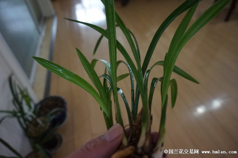 雨天换盆之春剑金山红荷