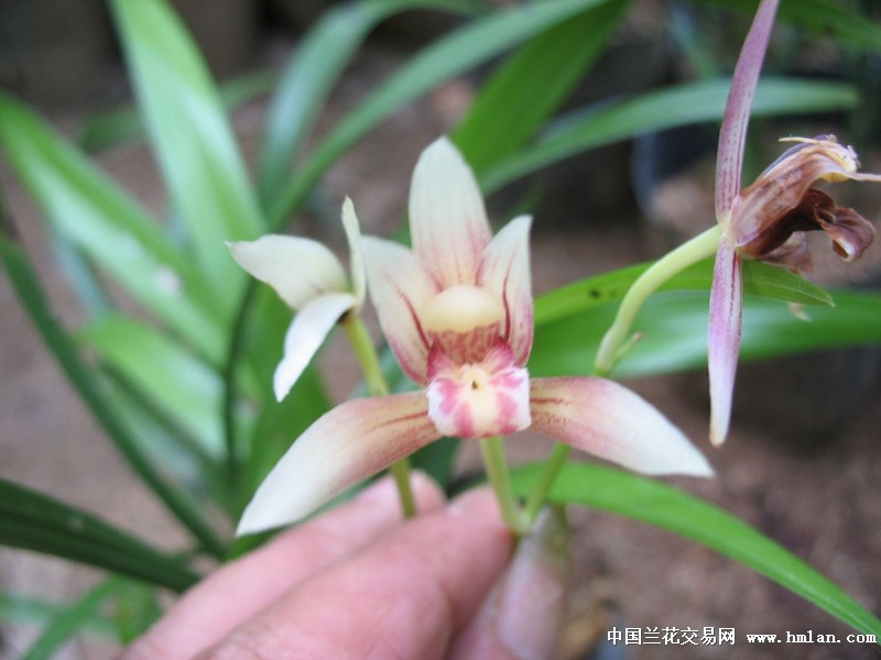 我坦白,因为我好色-建兰篇-中国兰花交易网社区