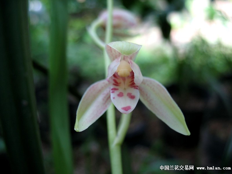 我坦白,因为我好色-建兰篇-中国兰花交易网社区