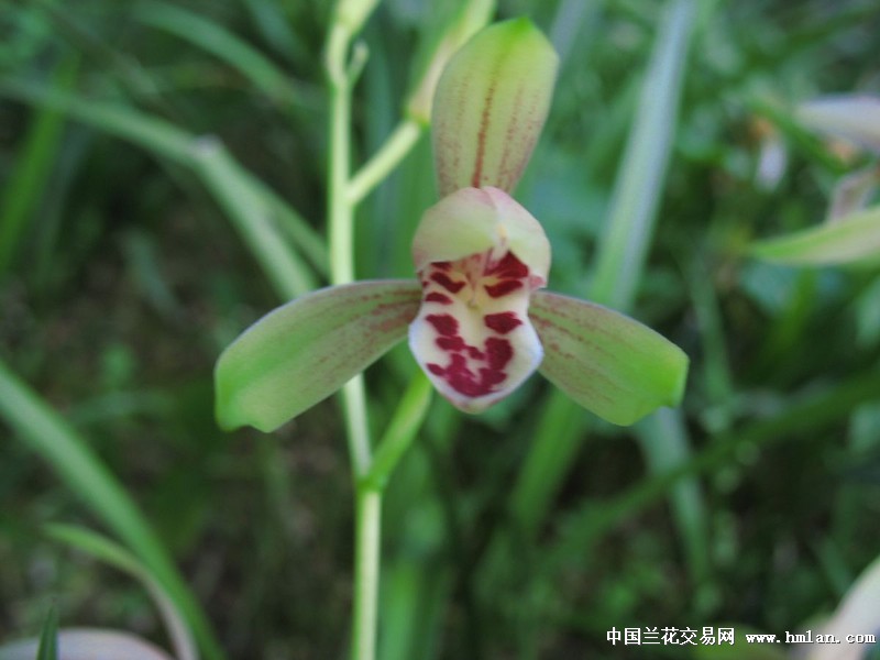 我坦白,因为我好色-建兰篇-中国兰花交易网社区