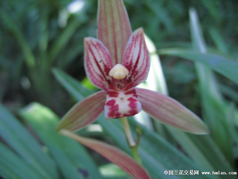 我坦白,因为我好色-建兰篇-中国兰花交易网社区