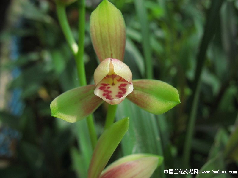 我坦白,因为我好色-建兰篇-中国兰花交易网社区