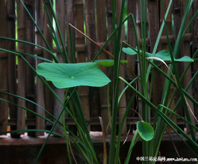 建议山东或它省的兰人开个店卖蛐蛐-茶余兰后