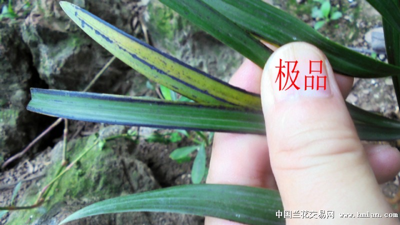 浓香春兰【货真价实黑稿线艺】【原生态】