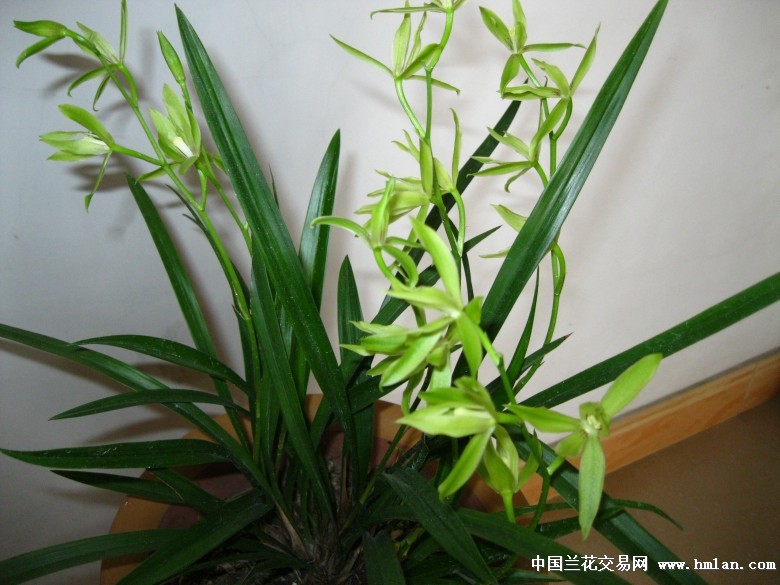建兰六瓣奇-建兰篇-中国兰花交易网社区
