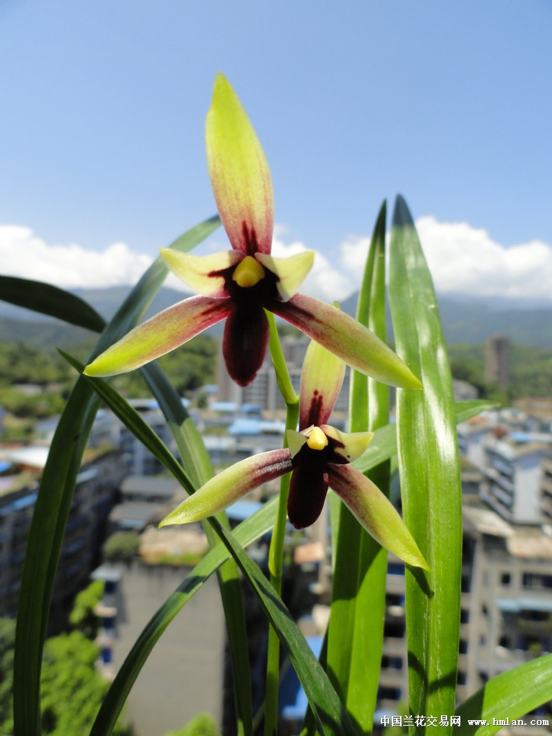 特壮苗,带花----赤城(峨嵋晨光)-建兰篇-中国兰花交易