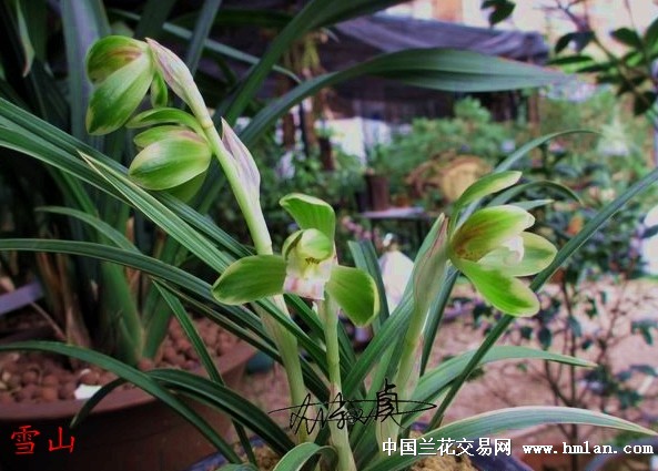 春兰花艺双全雪山天草特壮带2花苞