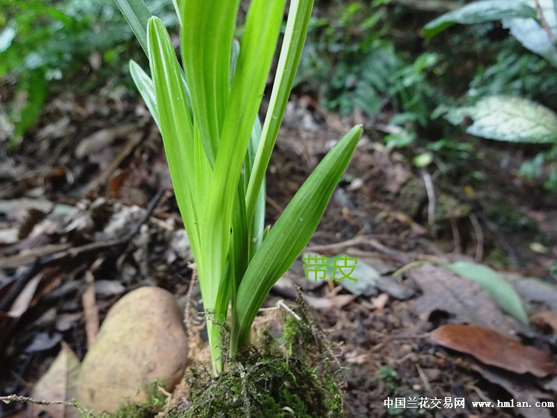 【开张惠拍】莲瓣兰细皮钝圆头