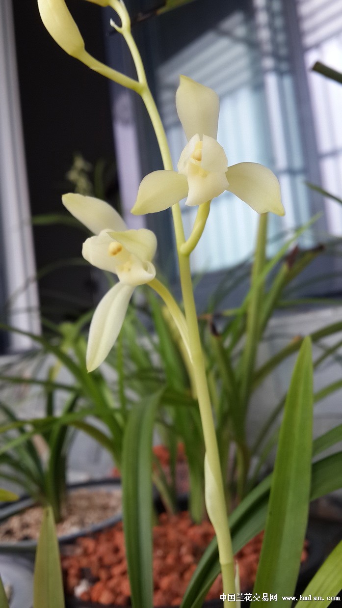 牙黄素花开满室飘香-建兰篇-中国兰花交易网社区